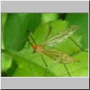 Limoniidae sp - Stelzmuecke 01b.jpg